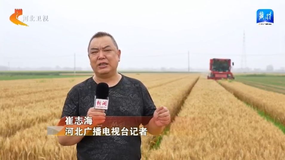 凯发AG：奋战“三夏”“麦”向丰收——河北小麦大规模机收作业基本结束藏粮于技确保夏粮丰产丰收(图1)