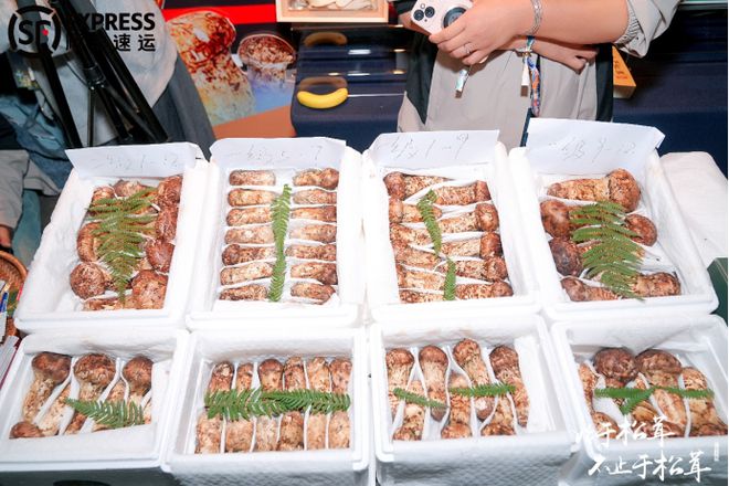凯发国际：“菌子顶流”迪庆松茸上市跨省最快7小时到达(图8)