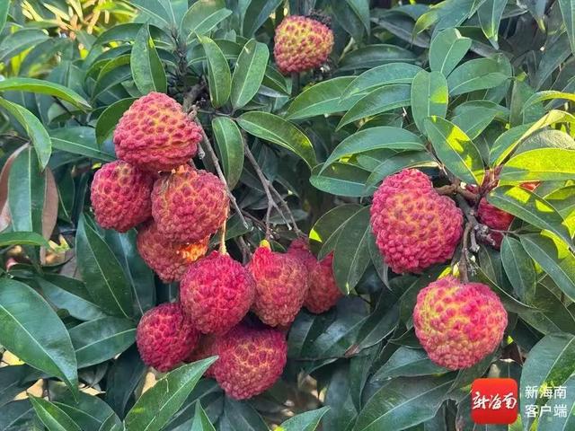 天！把荔枝寄到省外运费比荔枝本身价格还贵(图5)