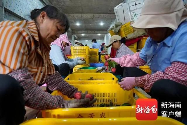 天！把荔枝寄到省外运费比荔枝本身价格还贵(图3)
